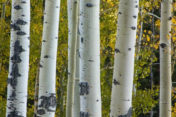 Aspen Trees: Aspen Trunks by Bill Sherrell