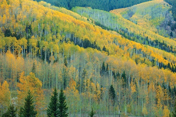 Bill Sherrell: Aspen Escalators by Bill Sherrell