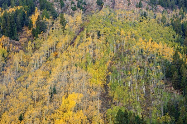 Bill Sherrell: Aspens In Autumn by Bill Sherrell