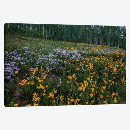 A Hillside Of Wildflowers Canvas Print #SHL359} by Bill Sherrell Canvas Art Print