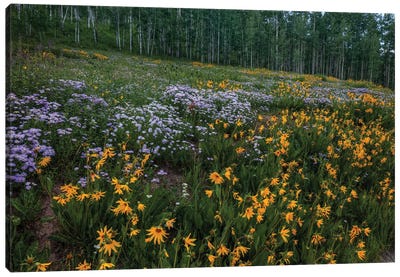 A Hillside Of Wildflowers Canvas Art Print - Bill Sherrell