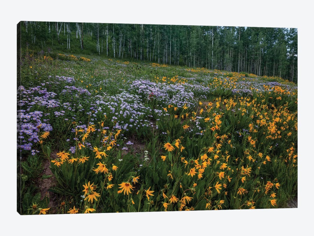 A Hillside Of Wildflowers by Bill Sherrell 1-piece Canvas Wall Art