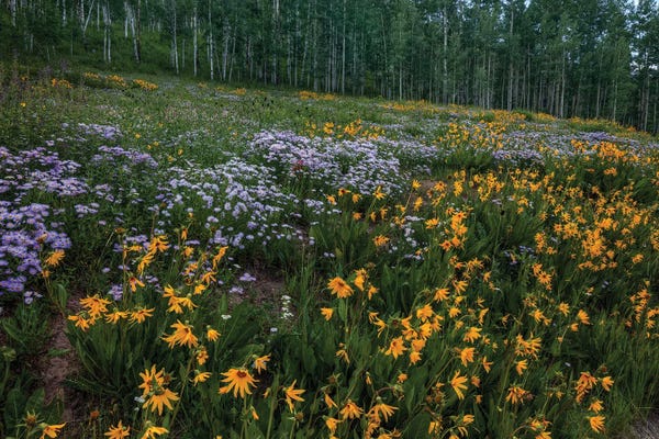 Wildflowers: A Hillside Of Wildflowers by Bill Sherrell