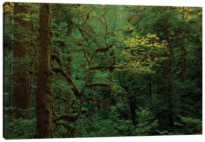Light In A Dark Forest Canvas Art Print - Bill Sherrell