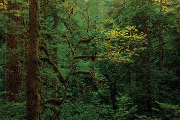 Bill Sherrell: Light In A Dark Forest by Bill Sherrell