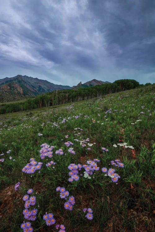 Wildflowers At Deep Creek Mesa