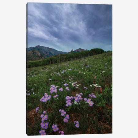Wildflowers At Deep Creek Mesa Canvas Print #SHL390} by Bill Sherrell Canvas Art Print