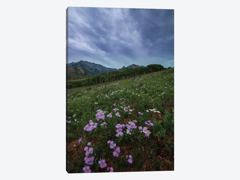 Wildflowers At Deep Creek Mesa by Bill Sherrell 1-piece Canvas Print