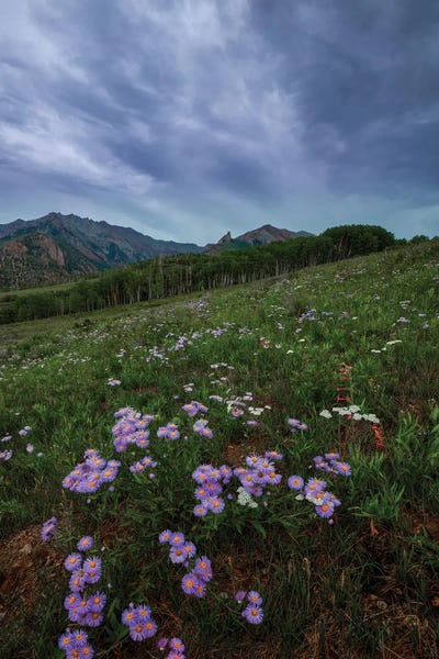 Bill Sherrell: Wildflowers At Deep Creek Mesa by Bill Sherrell