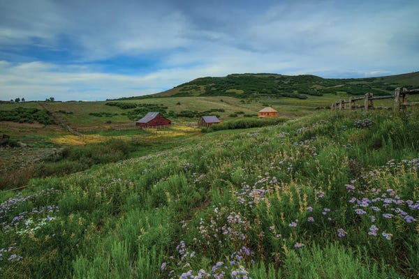 Bill Sherrell: Wildflowers At The True Grit Ranch by Bill Sherrell