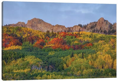 A Crown Of Color Canvas Art Print - Layered Landscapes