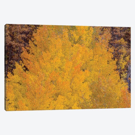 Aspen Autumn Bonfire Canvas Print #SHL397} by Bill Sherrell Canvas Wall Art