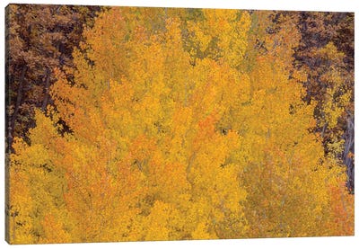 Aspen Autumn Bonfire Canvas Art Print - Bill Sherrell