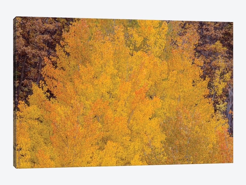 Aspen Autumn Bonfire by Bill Sherrell 1-piece Canvas Art