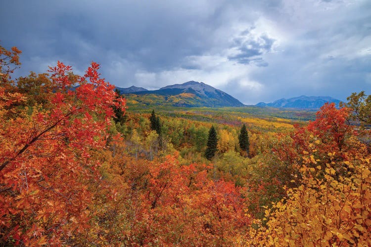 Autumn At Kebler Pass