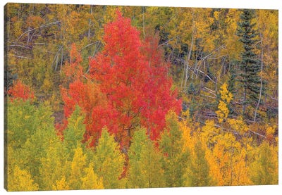 A Dazzling Display Of Color I Canvas Art Print - Bill Sherrell