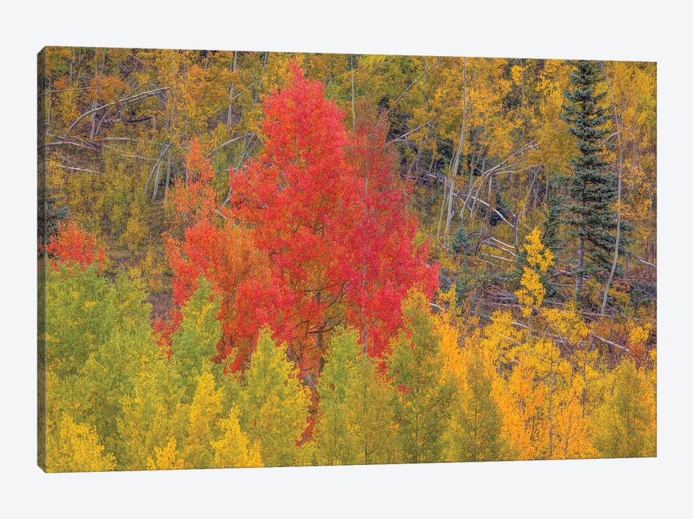 A Dazzling Display Of Color I by Bill Sherrell 1-piece Canvas Wall Art