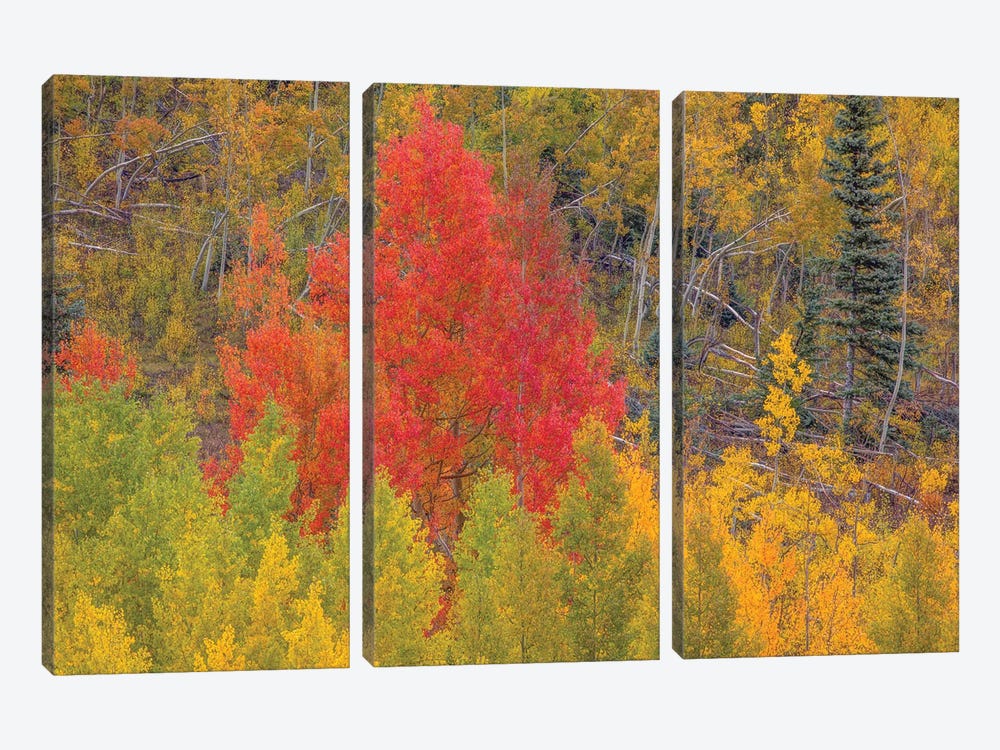 A Dazzling Display Of Color I by Bill Sherrell 3-piece Canvas Wall Art
