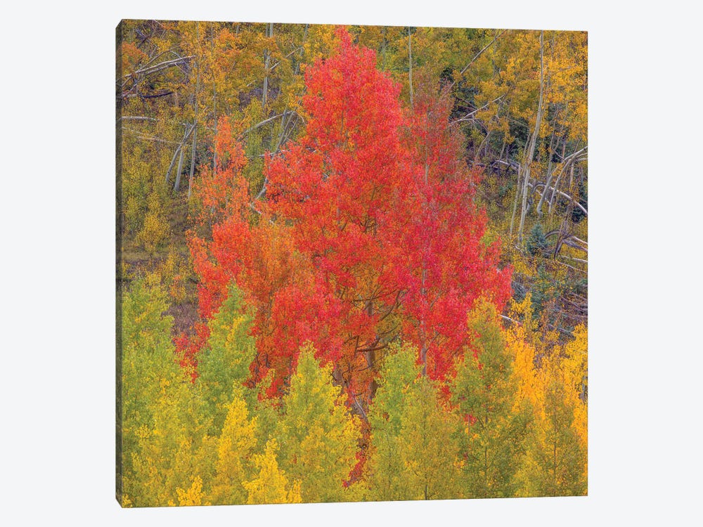 A Dazzling Display Of Color III by Bill Sherrell 1-piece Canvas Wall Art