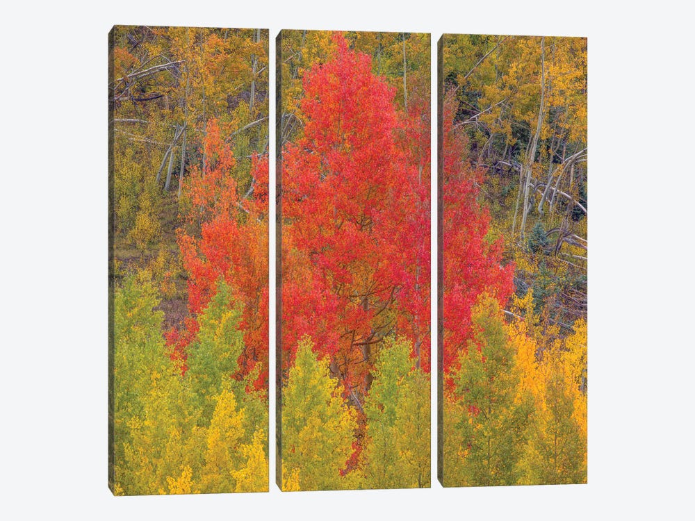 A Dazzling Display Of Color III by Bill Sherrell 3-piece Canvas Wall Art
