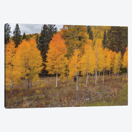 An Aspen Autumn I Canvas Print #SHL406} by Bill Sherrell Canvas Artwork