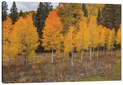 An Aspen Autumn I Canvas Art Print
