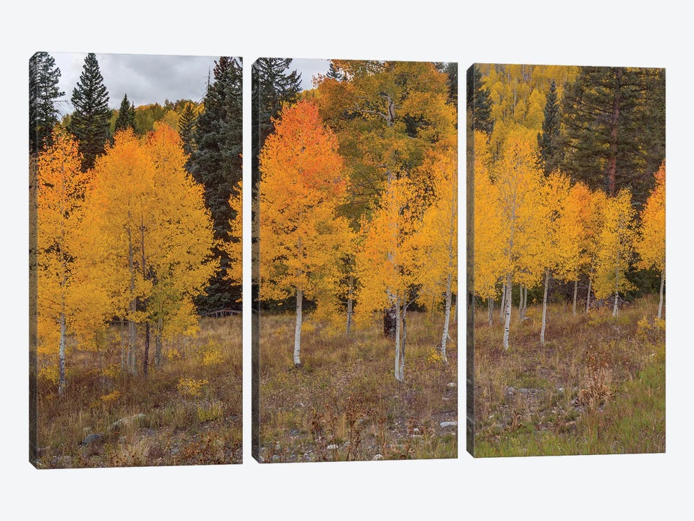 An Aspen Autumn I by Bill Sherrell 3-piece Canvas Art Print