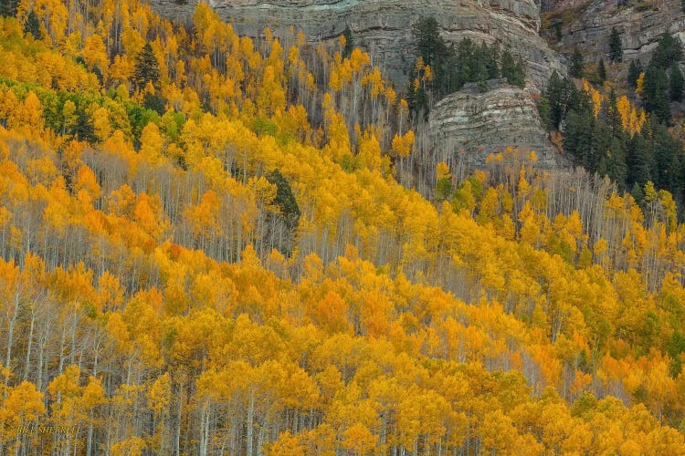 Autumn Canyon