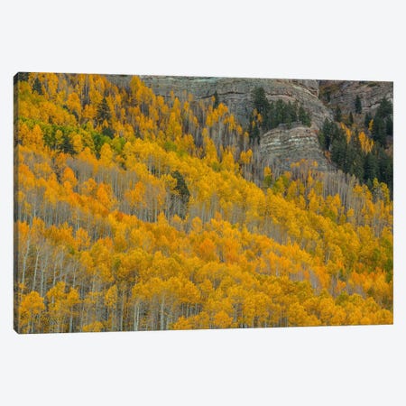 Autumn Canyon Canvas Print #SHL40} by Bill Sherrell Canvas Art