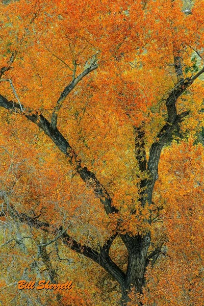 Autumn Contrast by Bill Sherrell framed wall art