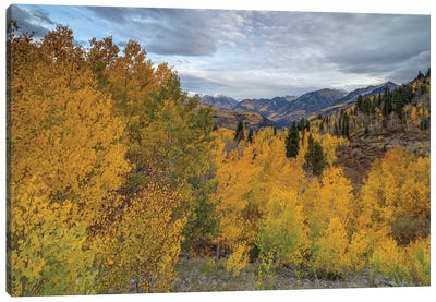 Autumn Glory At McClure Pass I Canvas Art Print - Bill Sherrell