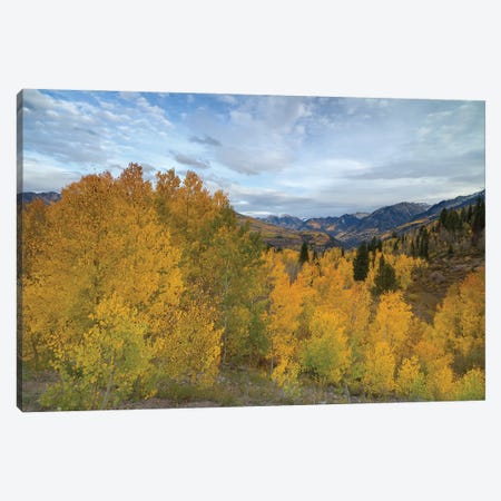 Autumn Glory At McClure Pass III Canvas Print #SHL412} by Bill Sherrell Canvas Wall Art