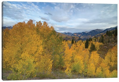 Autumn Glory At McClure Pass III Canvas Art Print - Bill Sherrell