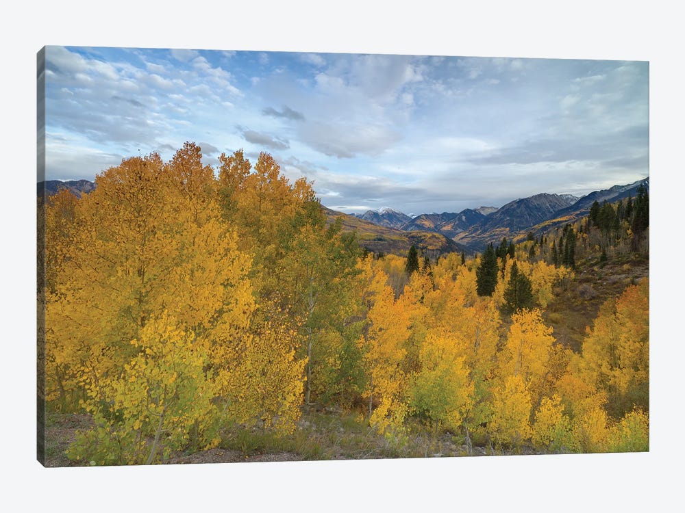 Autumn Glory At McClure Pass III by Bill Sherrell 1-piece Canvas Art