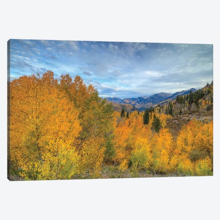 Autumn Glory At McClure Pass VI Canvas Print #SHL414} by Bill Sherrell Art Print