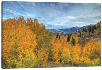 Autumn Glory At McClure Pass VI Canvas Art Print - Bill Sherrell