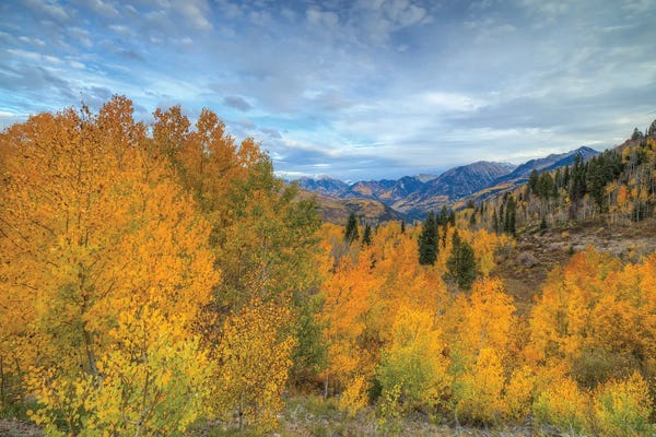 Colorado: Autumn Glory At McClure Pass VI by Bill Sherrell