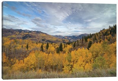 Autumn Glory At McClure Pass IV Canvas Art Print - Bill Sherrell
