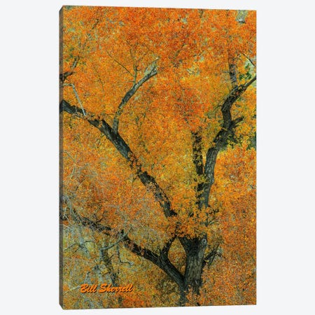 Autumn Contrast Canvas Print #SHL41} by Bill Sherrell Canvas Wall Art