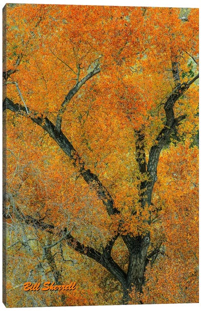 Autumn Contrast Canvas Art Print - Bill Sherrell