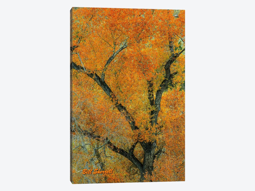 Autumn Contrast by Bill Sherrell 1-piece Canvas Art