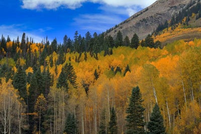 Autumn Dream by Bill Sherrell framed wall art