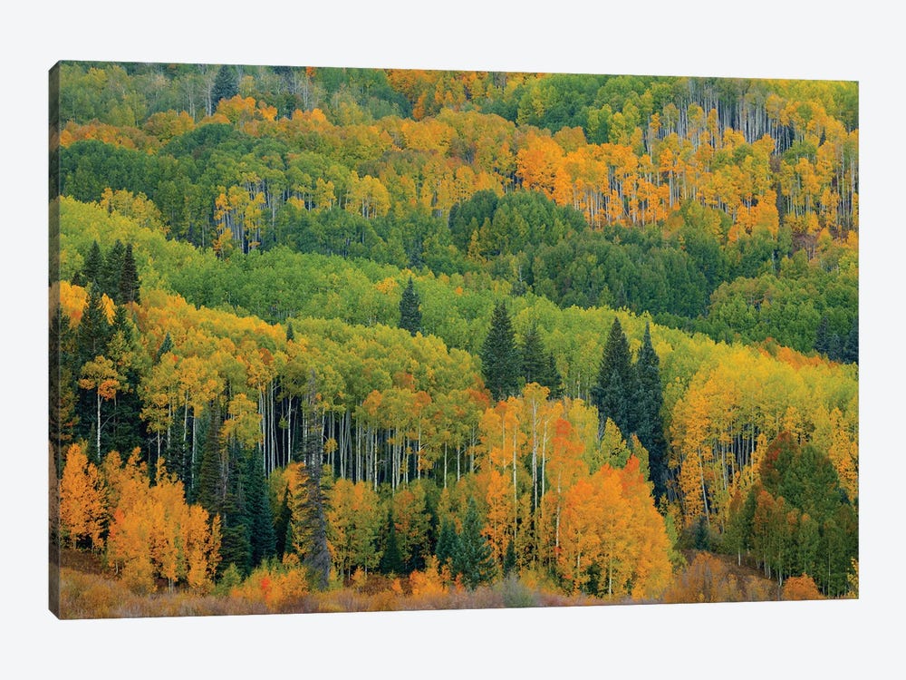 Autumn Transition by Bill Sherrell 1-piece Canvas Artwork