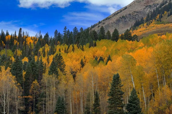 Evergreen Trees: Autumn Dream by Bill Sherrell