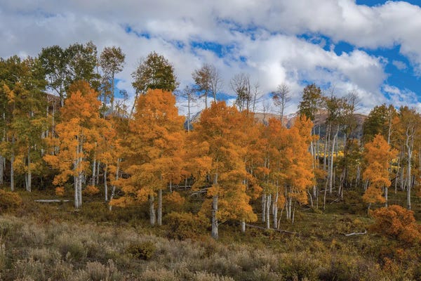 Bill Sherrell: Orange Joy I by Bill Sherrell
