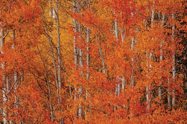 Bill Sherrell: Red Orange Delight I by Bill Sherrell