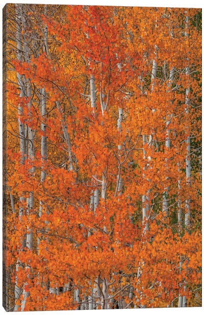 Red Orange Delight III Canvas Art Print - Bill Sherrell