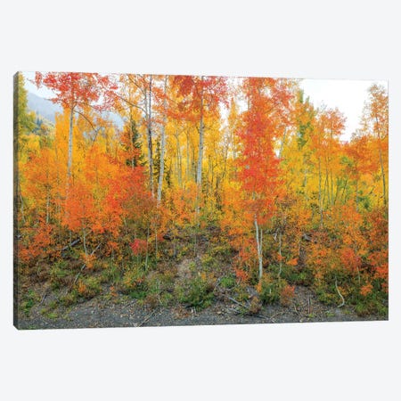 Showing Their True Colors I Canvas Print #SHL453} by Bill Sherrell Canvas Art