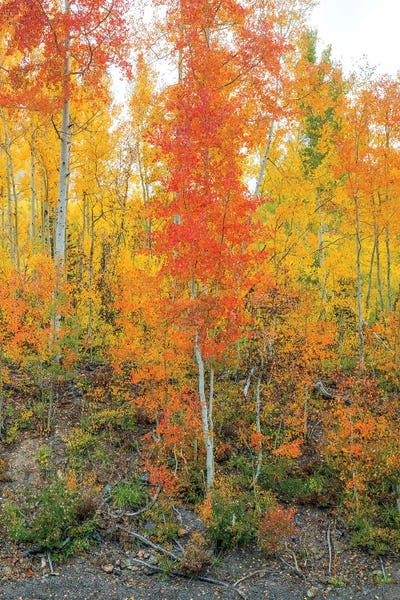 Bill Sherrell: Showing Their True Colors II by Bill Sherrell