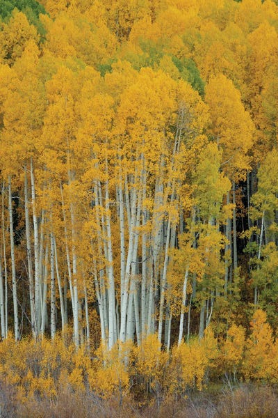 United We Stand III by Bill Sherrell framed wall art